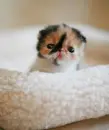 cute cat