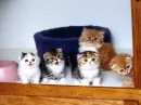 5 kitten
