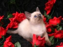 cute kitten 