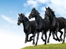 running 3 horses 