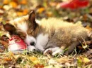cute sleeping puppy =3