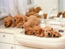 cute puppys