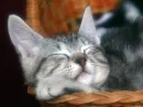 sleeping cute cat =3