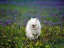 cute puppy =3