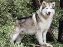 cute dog =3