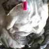 bulldog jazz