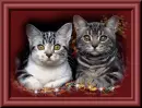 cute kittens