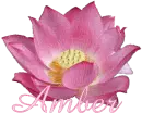 Amber Pink Lotus