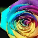 rose in rainbow
