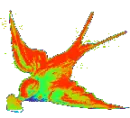 rainbow bird