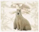 polar bears