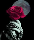 emo rose