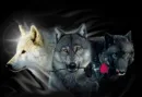 wolfs rose 