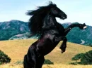 the love of an animal