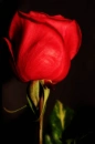 rosa rossa 