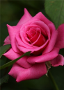 flower.0.