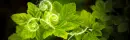 leaf banner 2