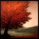 trees autmn