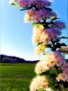 Flowers on field
