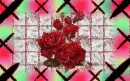 red rose