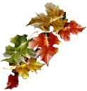 Autumn Leaves