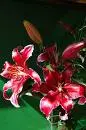 pink water lilys