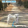 the long 