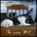 cat hello