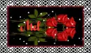 red roses