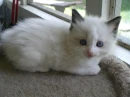kitten