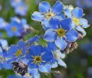 blue flower 