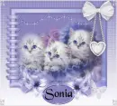 Sonia - cats