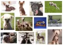 chinese crested\cutest dogs ever