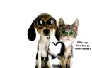 Cat dog LOVE,