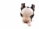 Cute puppy close up