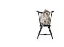 Cute cat sitting.