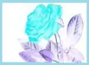Blue Rose