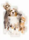 cats and dog