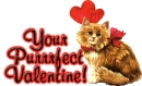 Your Purrrfect Valentine!