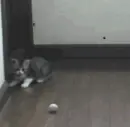 kitty go boom