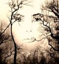 tree face