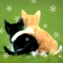 cat love