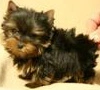 baby yorkshire terrier