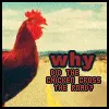 chicken