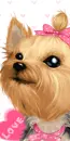 YORKIE LOVE