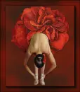 red rose