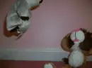 Koala diving on lion