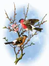 Bull Finch
