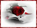 red red rose