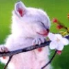 cute kitty kat